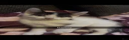 Domestic Shorthair cats for sale: Beautiful playful loving kittens  in Wolverhampton - Advert 6