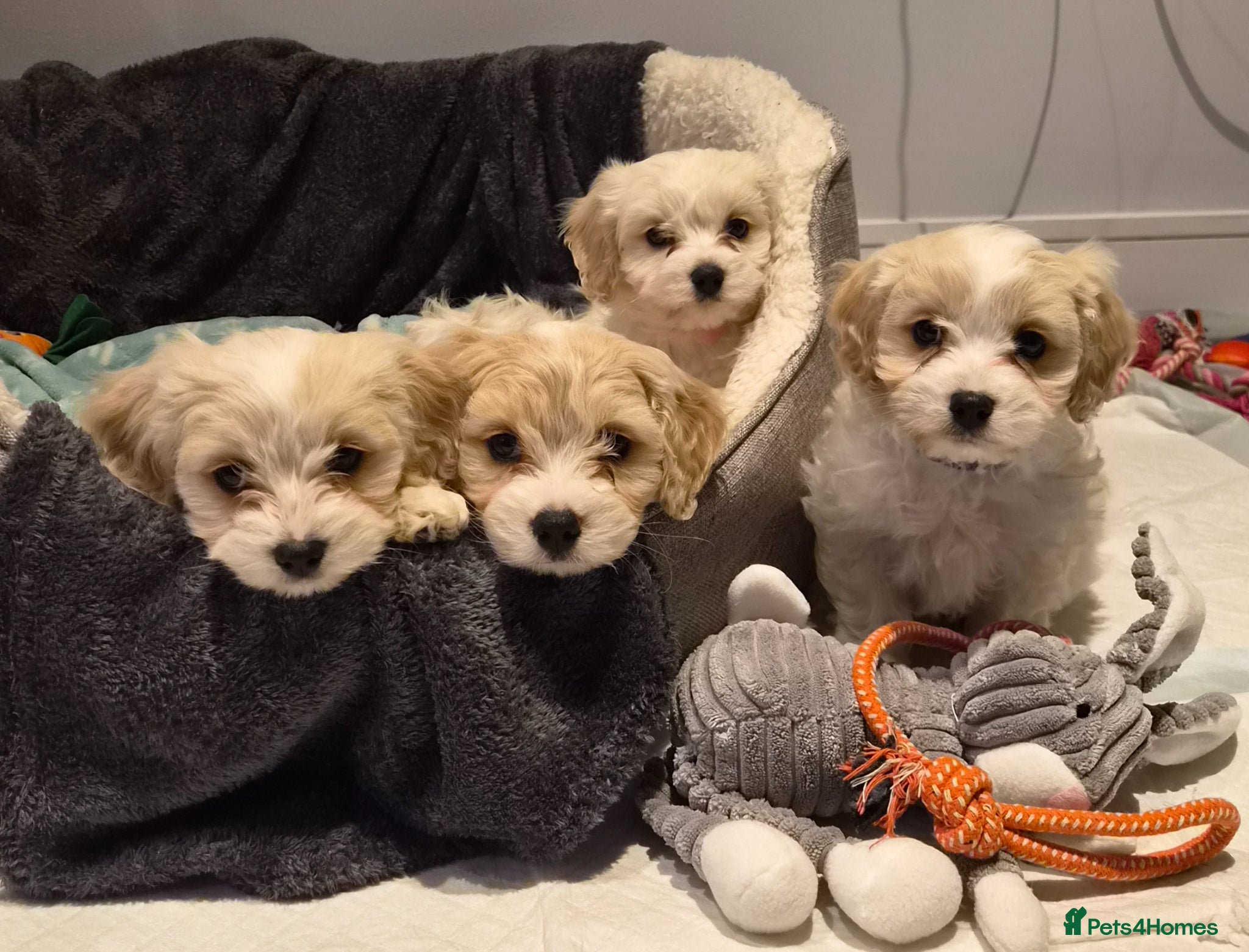 Cavachon dogs Gorgeous Cavachon puppies  - Advert 18