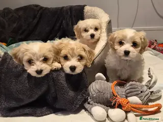 Cavachon dogs Gorgeous Cavachon puppies - Advert 1