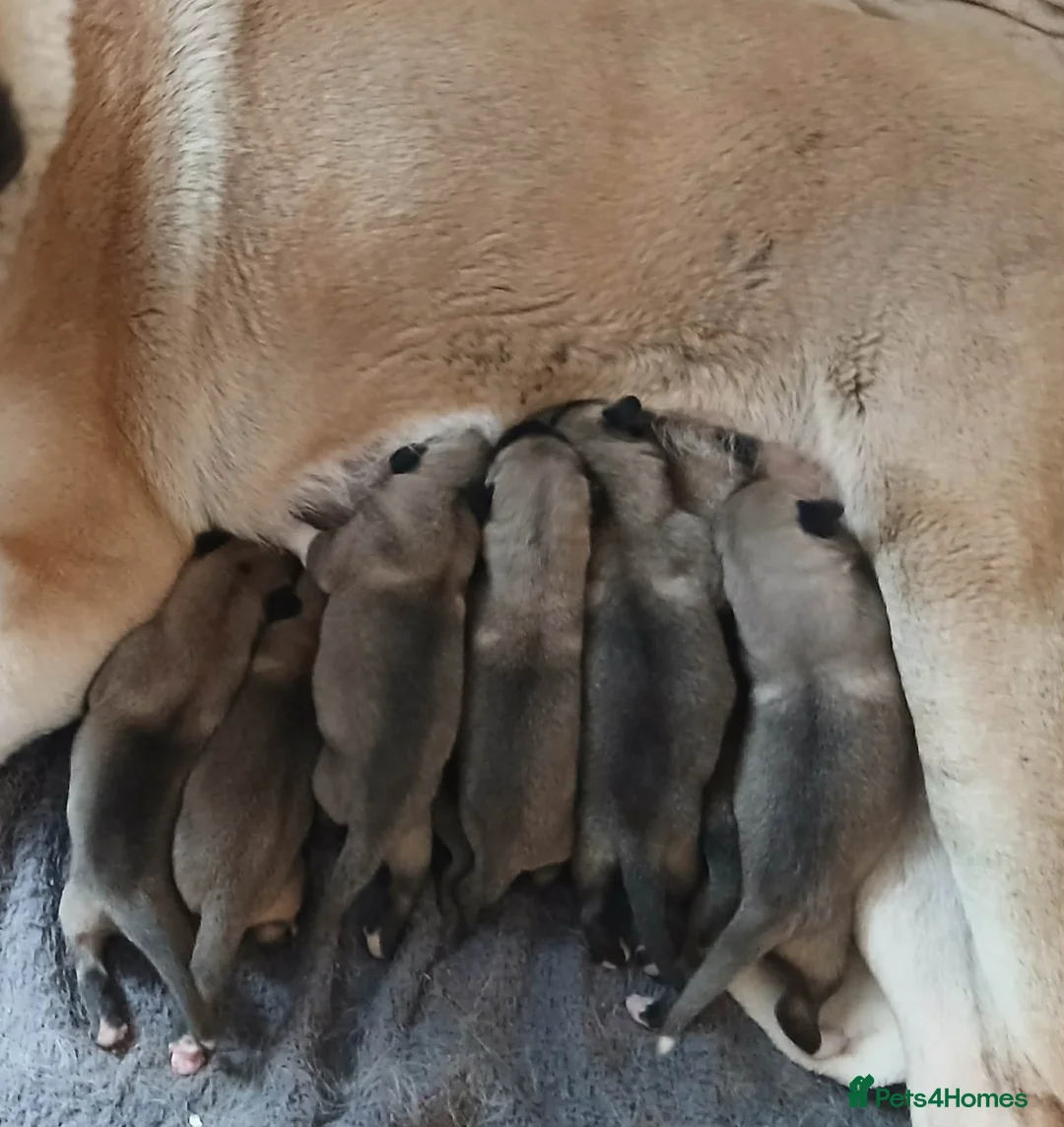 Turkish Kangal dogs for sale: PEDIGREE TURKISH KANGAL PUPPIES - Advert 1