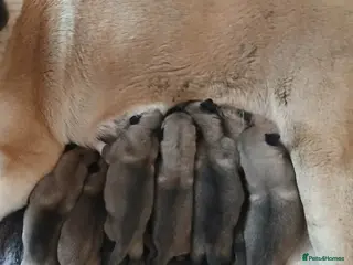 Turkish Kangal dogs PEDIGREE TURKISH KANGAL PUPPIES - Advert 10