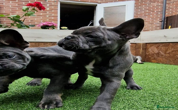 French Bulldog dogs - Advert 1