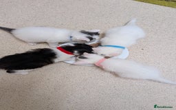 Turkish Angora cats for sale: Beautiful Turkish Angora cross kittens - Image 9