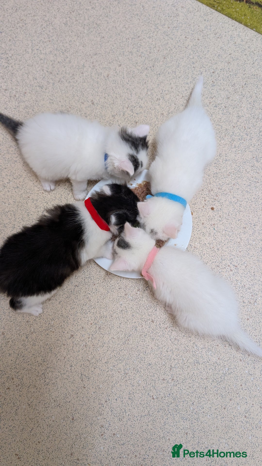 Turkish Angora cats for sale: Beautiful Turkish Angora cross kittens - Image 9