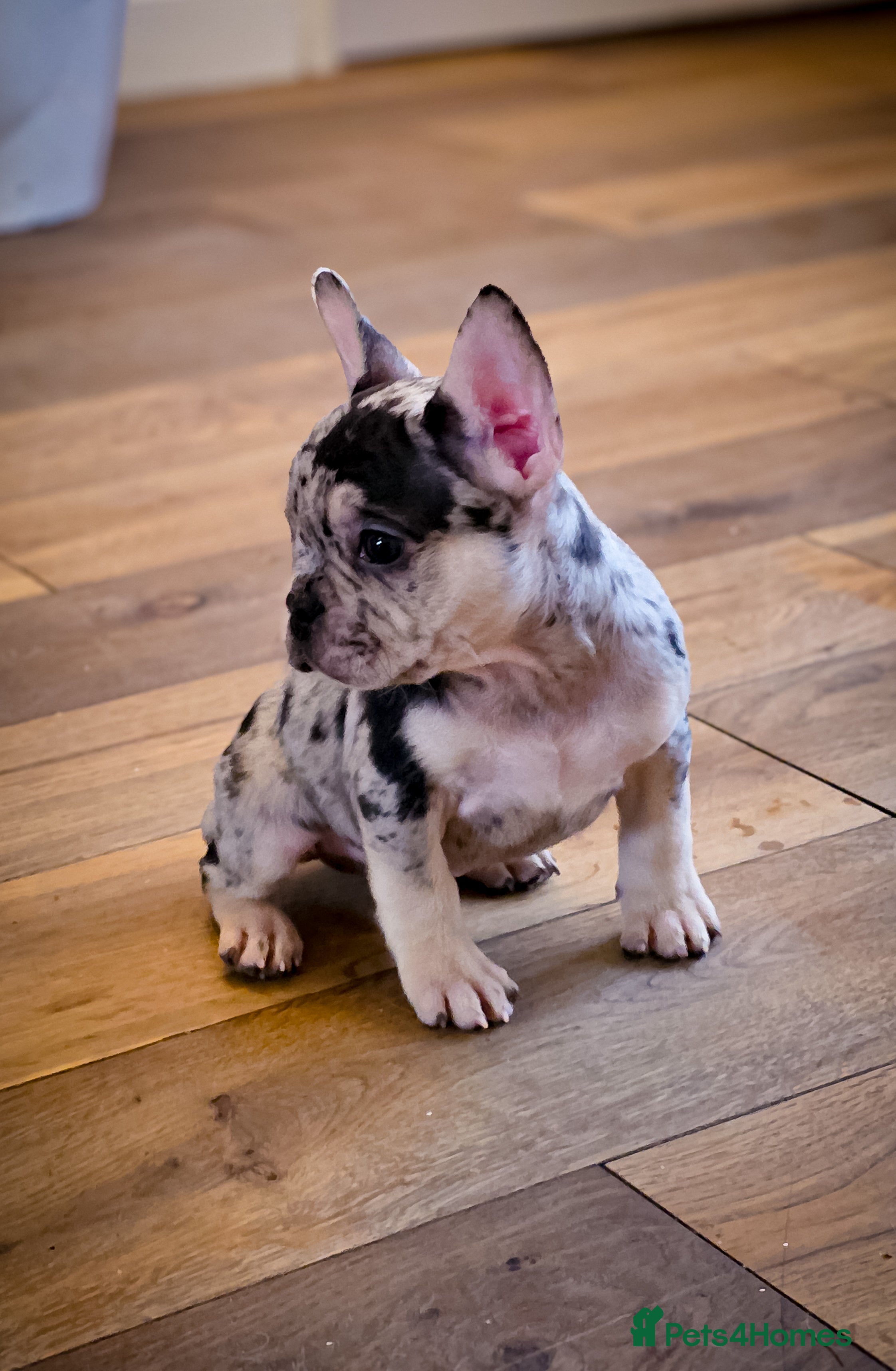 French Bulldog dogs  🐾 Exceptional French Bulldog Puppies 🐾 - Advert 7
