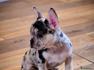 French Bulldog dogs 🐾 Exceptional French Bulldog Puppies 🐾 - Advert 7