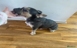 French Bulldog dogs for sale: 5 beautiful Frenchs - Image 7