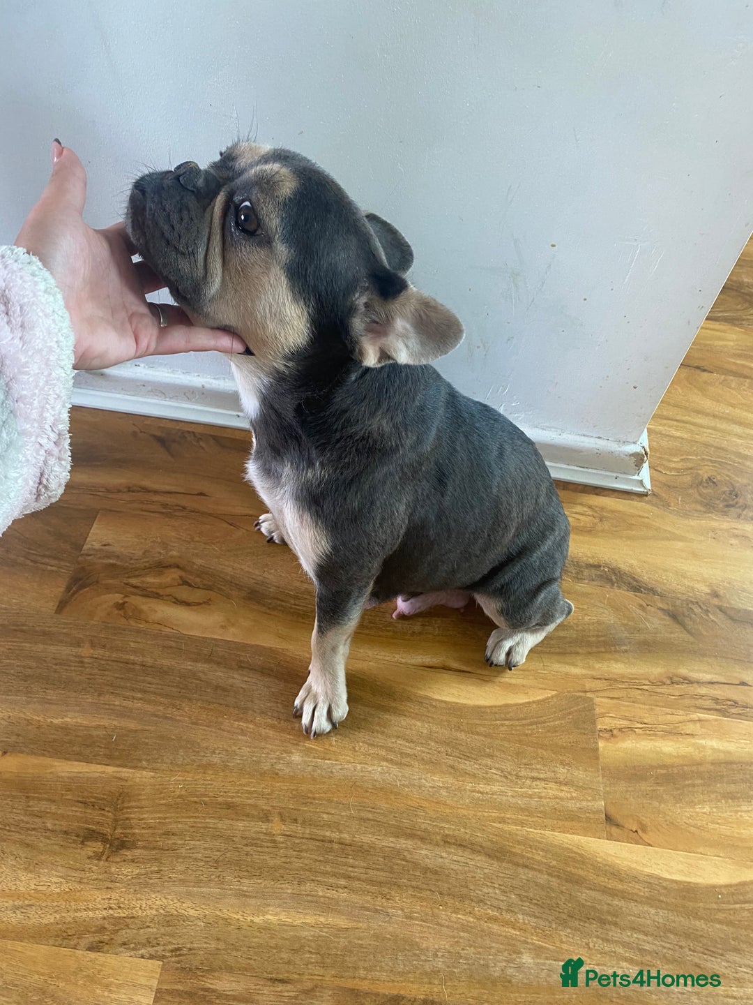 French Bulldog dogs for sale: 5 beautiful Frenchs - Image 7