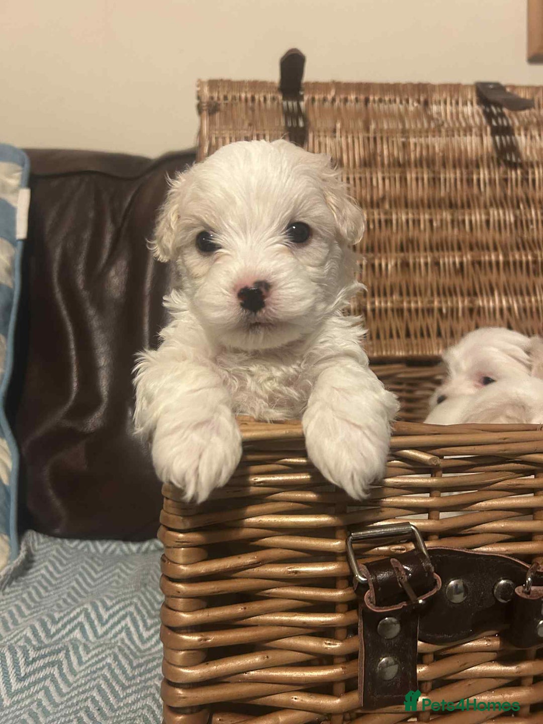 Mixed Breed dogs for sale: Cotonese puppies  - Advert 8