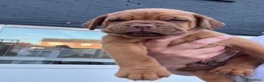 Dogue De Bordeaux 1