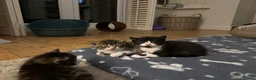 Mixed Breed cats for sale: Adorable kittens looking for their forever homes - Advert 18