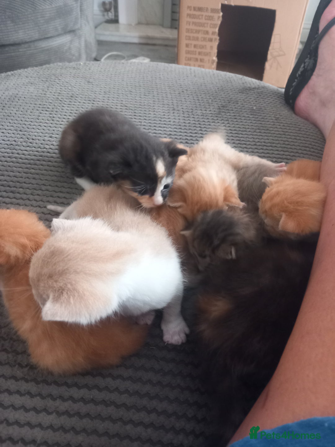 Mixed Breed cats for sale: 3 bengal half tabby.And 4 tabby half ragdol.  - Image 7