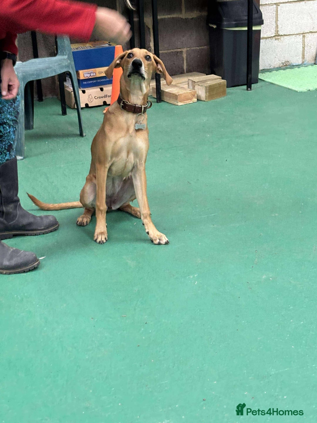 Mixed Breed dogs for adoption: Sweet and loveable Honey, 5 months old - Image 12