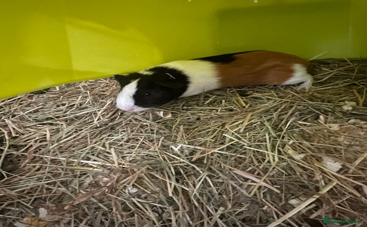 Guinea Pig rodents - Advert 9