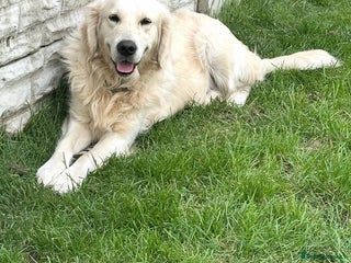 Golden Retriever dogs - Advert 25