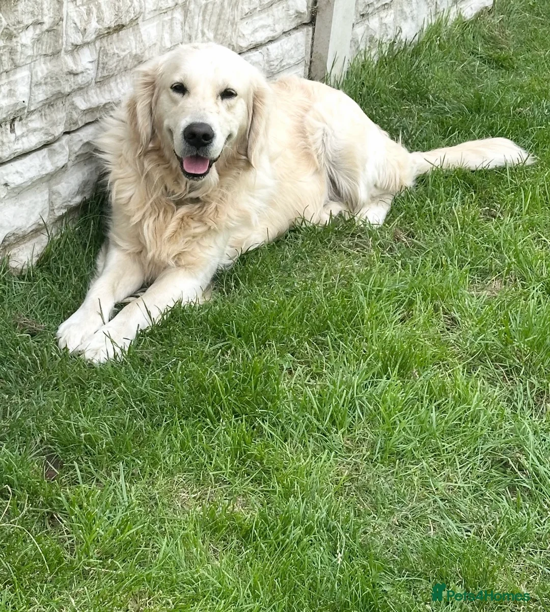 Golden Retriever dogs for stud: Beautiful golden RETRIVER for stud - Advert 1