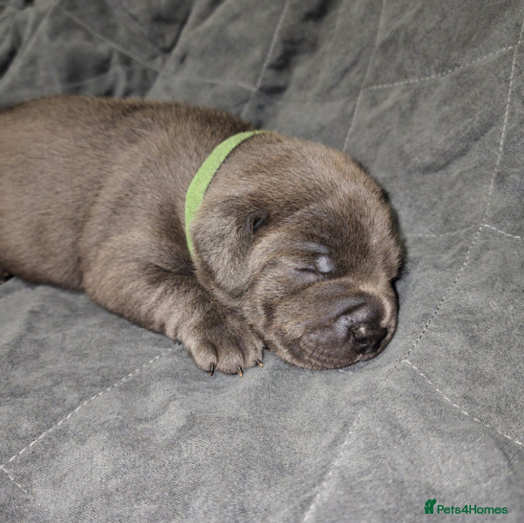 Staffordshire Bull Terrier dogs for sale: Worming Kc Reg %100Pure Staffy Puppies - Advert 16