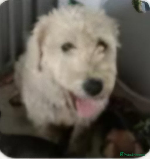 Soft Coated Wheaten Terrier dogs Soft coated wheaten terrier  - Advert 1