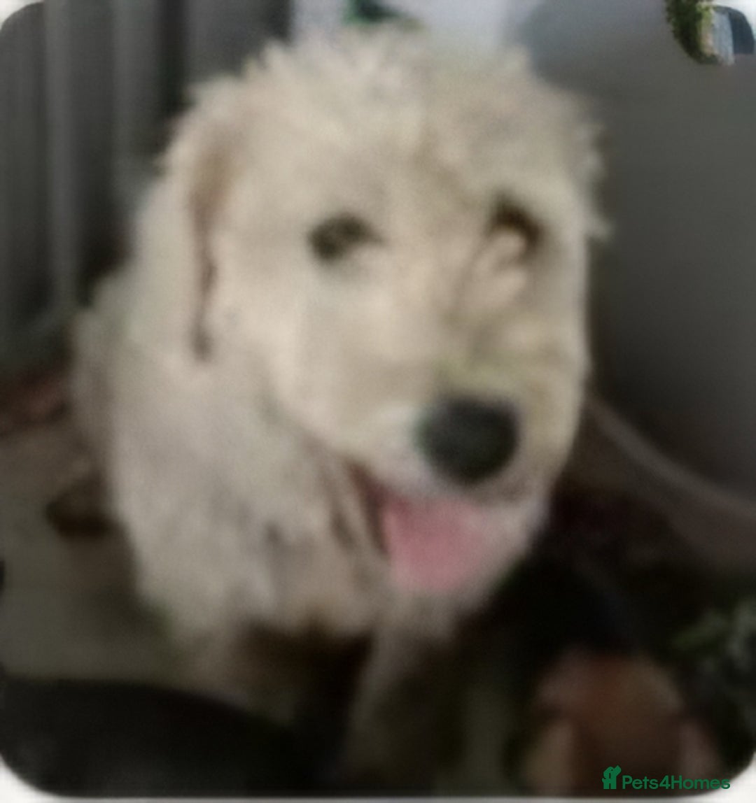 Soft Coated Wheaten Terrier dogs for sale: Soft coated wheaten terrier  - Advert 1