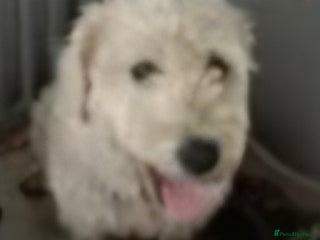 Soft Coated Wheaten Terrier dogs Soft coated wheaten terrier - Advert 7