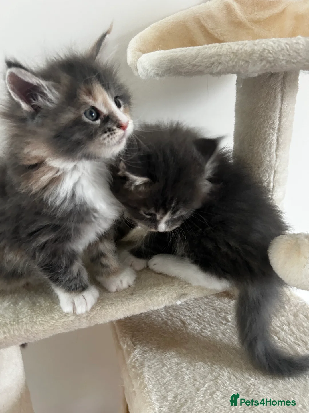 Maine Coon cats for sale: Find Your Purrfect Match! - Advert 6