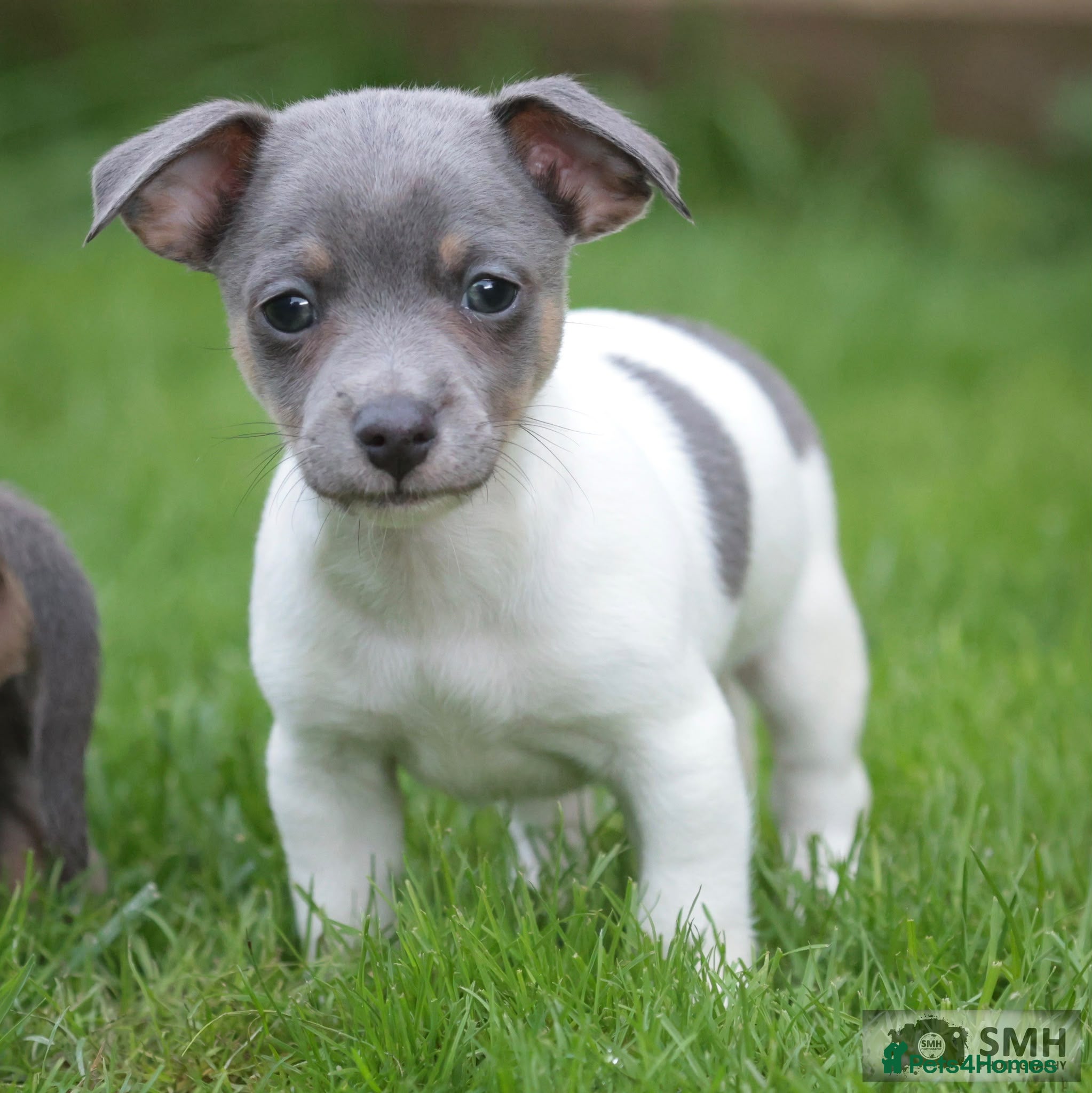 Jack Russell dogs Beautiful baby jack russells ready now - Advert 1