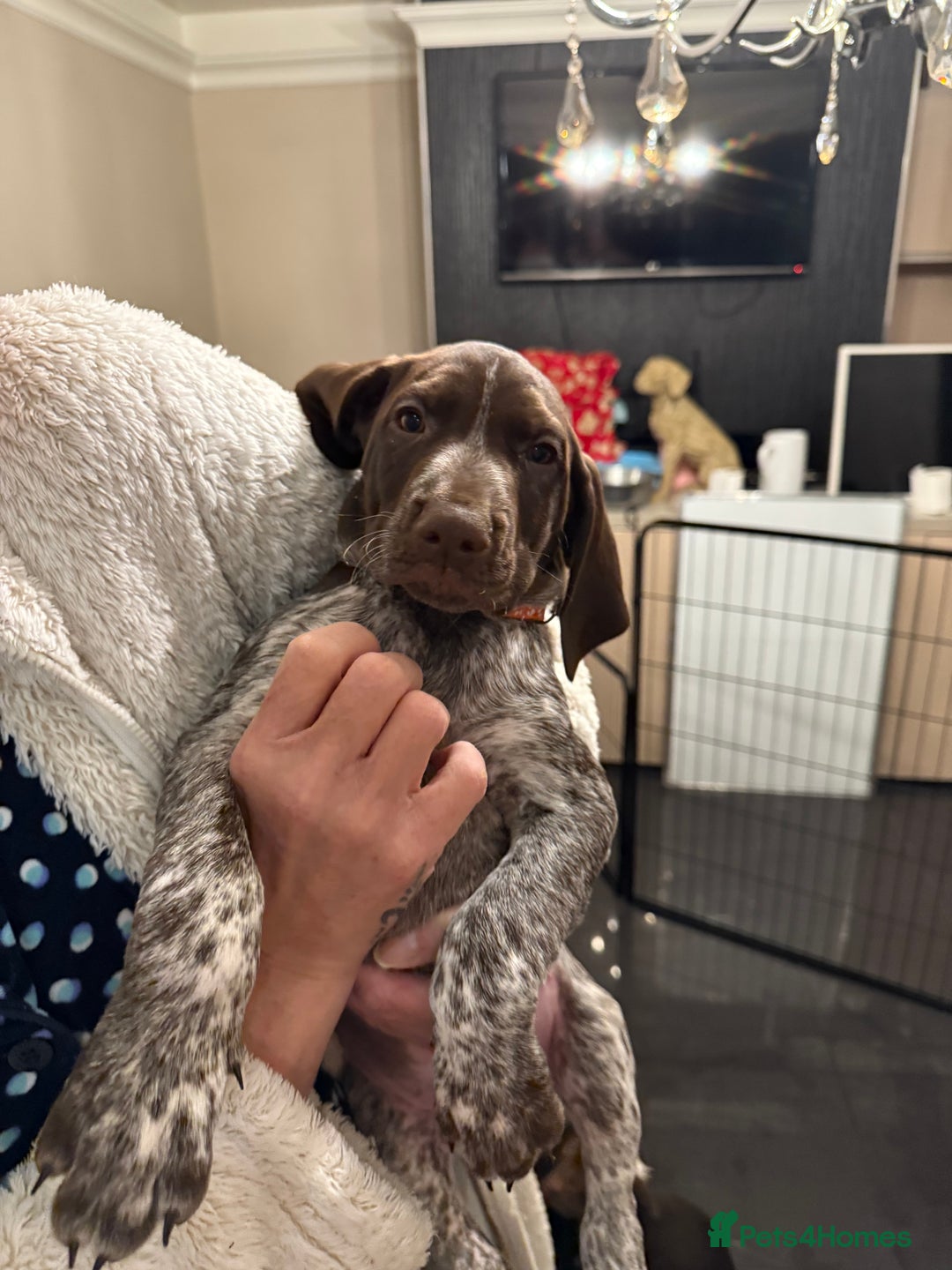 Mixed Breed dogs for sale: Well reared Quality puppies - Advert 19