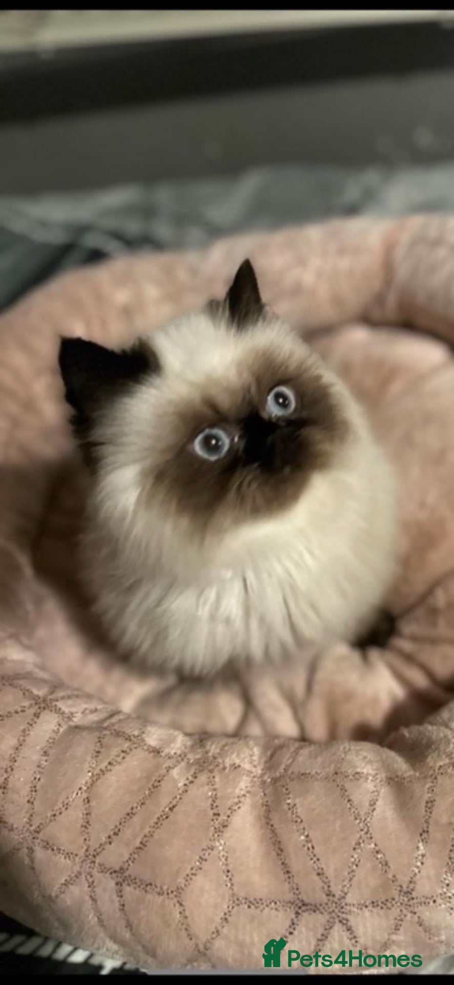 Persian cats Stunning Himalayan Persians - Advert 1