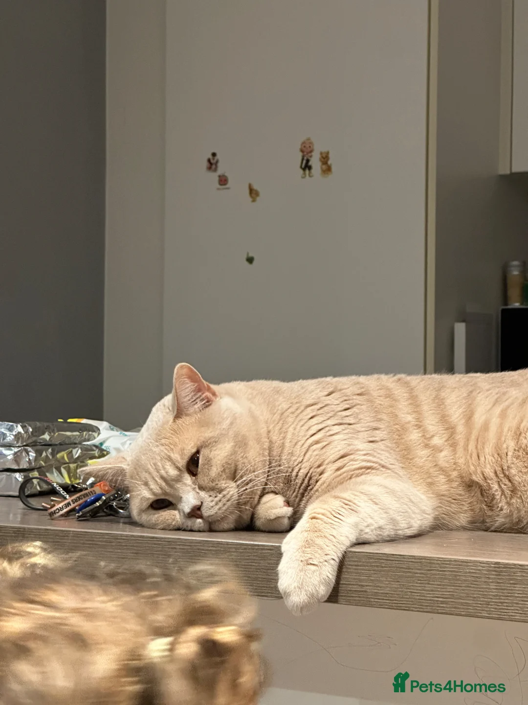 British Shorthair cats for sale: 5 British short hair kitten for sale  in Enfield - Advert 2