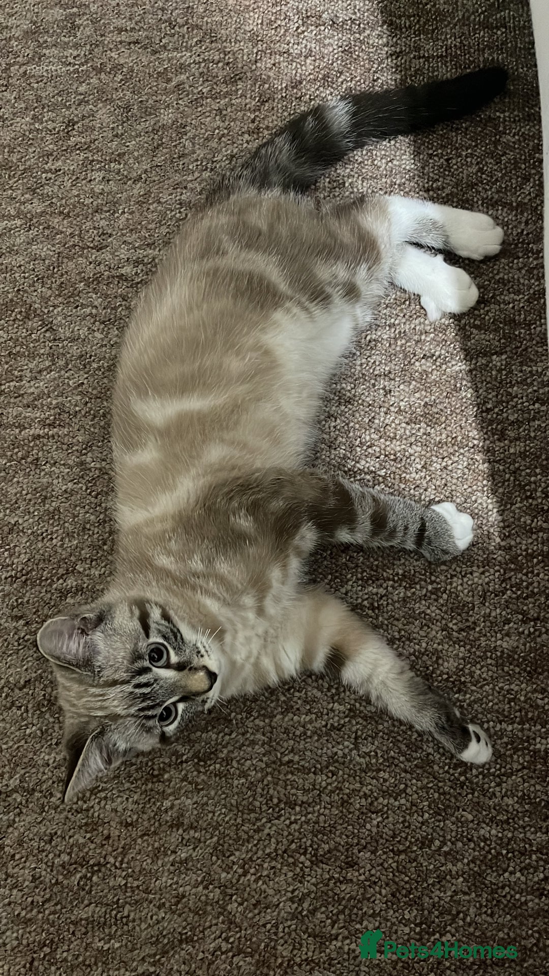 British Shorthair cats for sale: Beautiful british short hair mix kitten - Advert 17