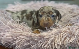 Miniature Dachshund dogs for sale: Adorable miniature dachshund  - Image 6