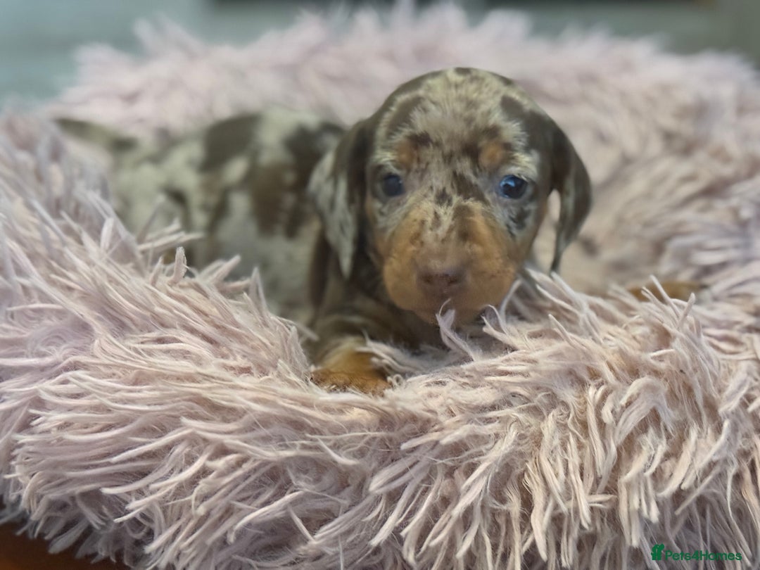 Miniature Dachshund dogs for sale: Adorable miniature dachshund  - Image 6