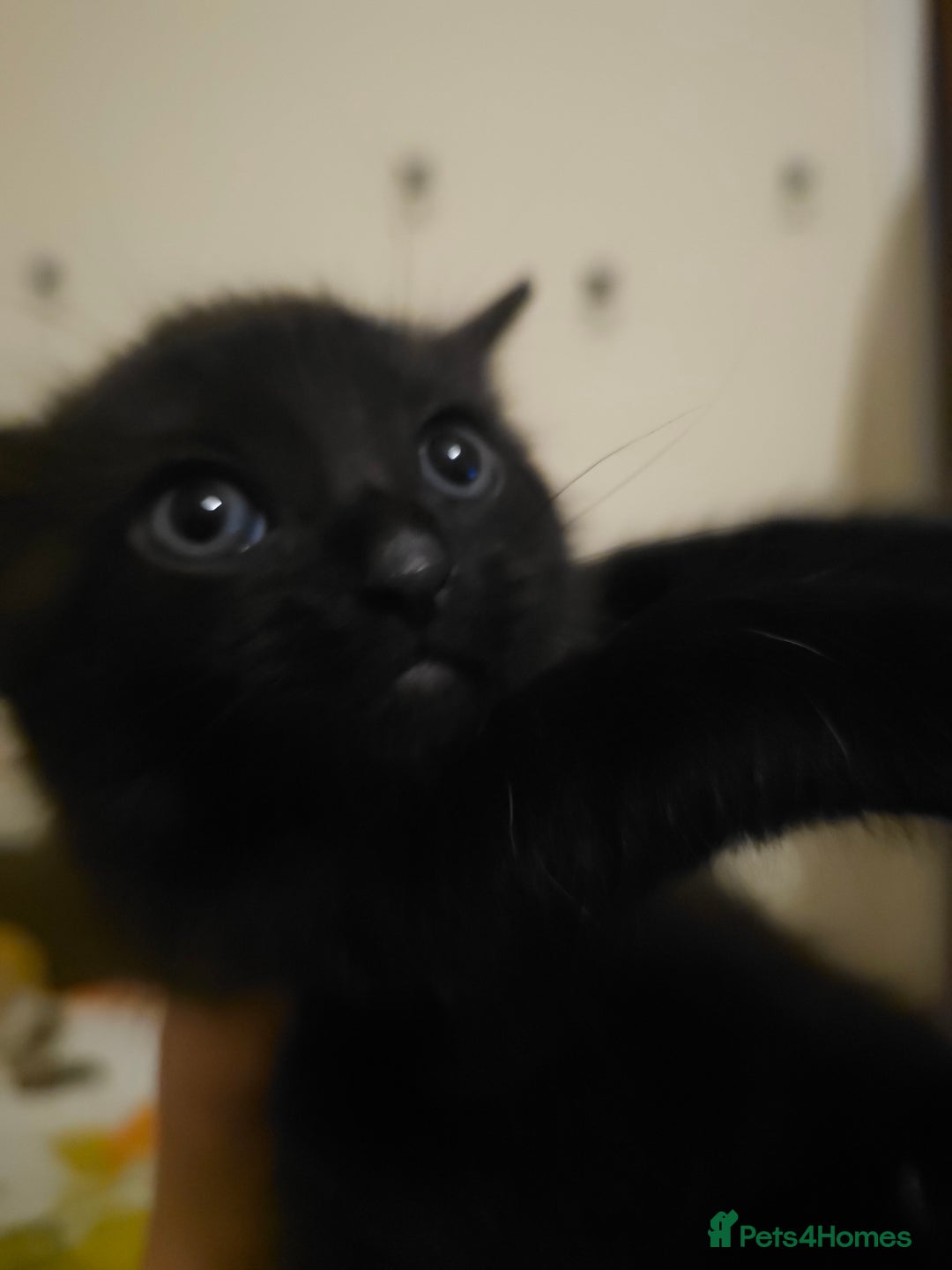 Mixed Breed cats for sale: Mixed breed kitten - Image 4