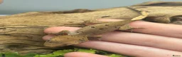 Gecko reptiles for sale: Crested Gecko Babies | Dalmatian & Lily White  - Advert 2