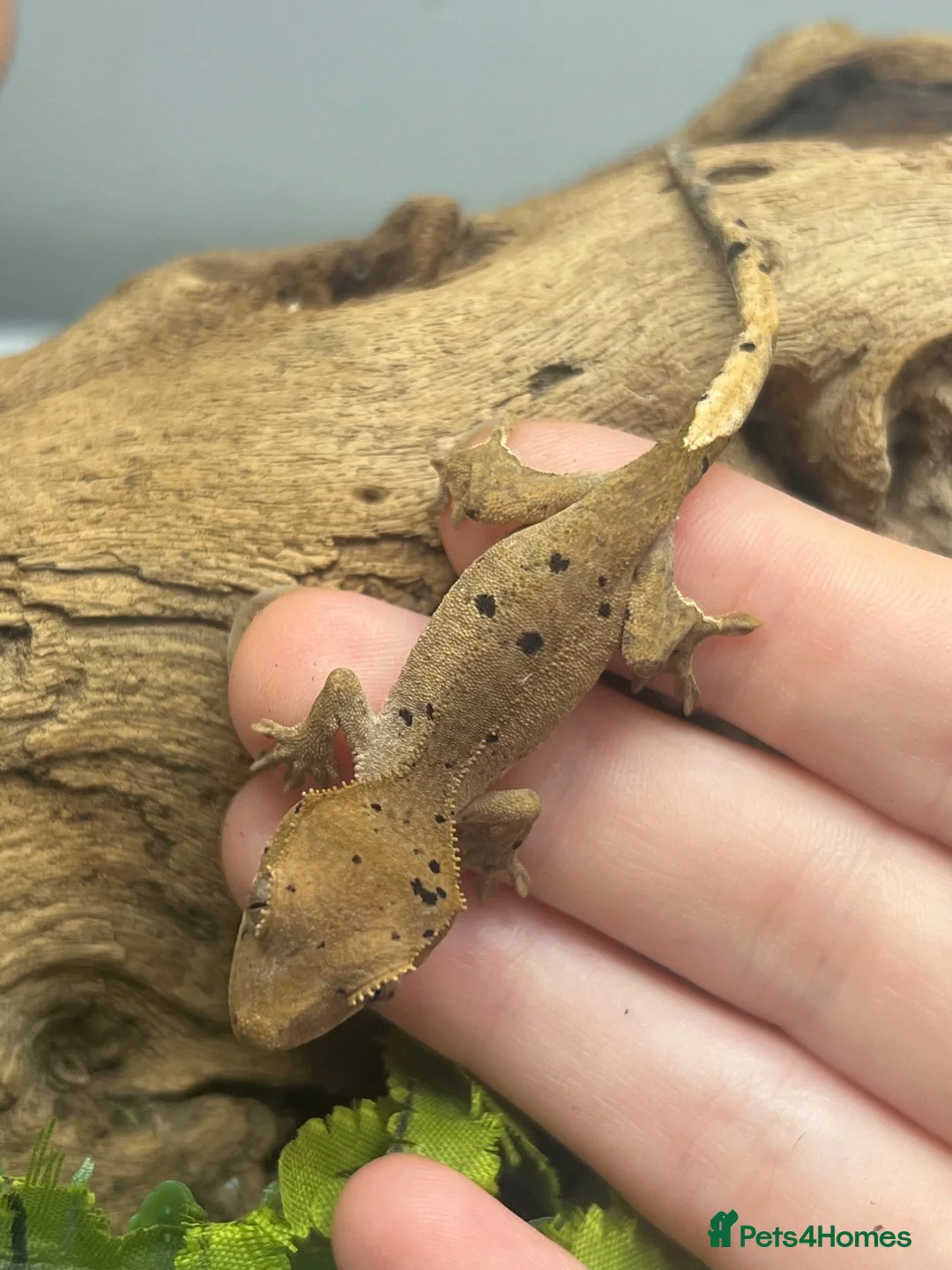 Gecko reptiles for sale: Crested Gecko Babies | Dalmatian & Lily White  - Advert 2