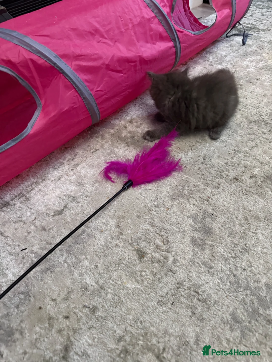 Ragcoon cats for sale: Ragdoll , Maine coon , Bombay cross . Fluffy blue - Advert 28