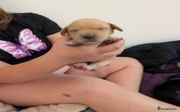 Springador dogs for sale: Beautiful Springador Puppies - Image 11