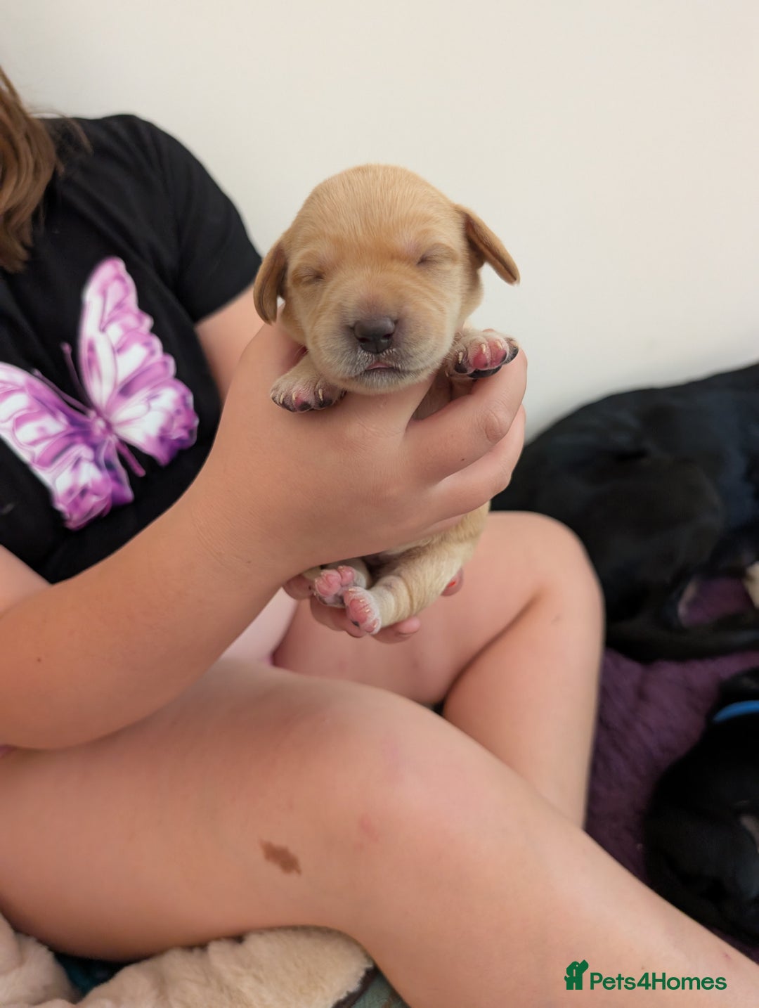 Springador dogs for sale: Beautiful Springador Puppies - Image 11