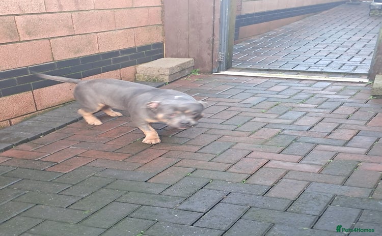 American Bully dogs Adult American pocket bully - Advert 1