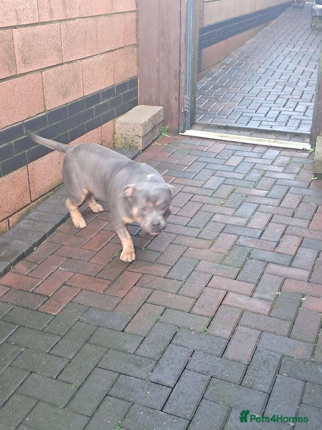 American Bully dogs for sale: Adult American pocket bully - Advert 1