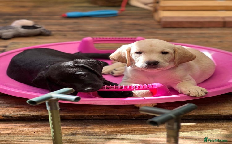 Labrador Retriever dogs - Advert 15