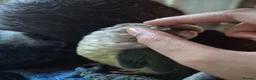Conures birds for sale: Cinnamon green cheeked conure in Horley - Advert 8