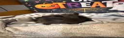 Guinea Pig rodents for sale: Guinea pigs  in Stoke-on-Trent - Advert 6