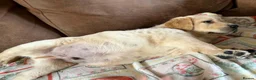 Labrador Retriever dogs for sale: Labrador X Golden retriever  - Advert 7