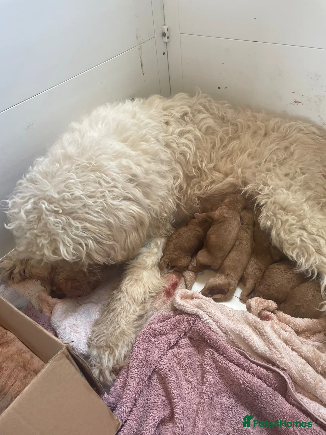 Mini Goldendoodle dogs for sale: Goldendoodle puppies  in Doncaster - Advert 2