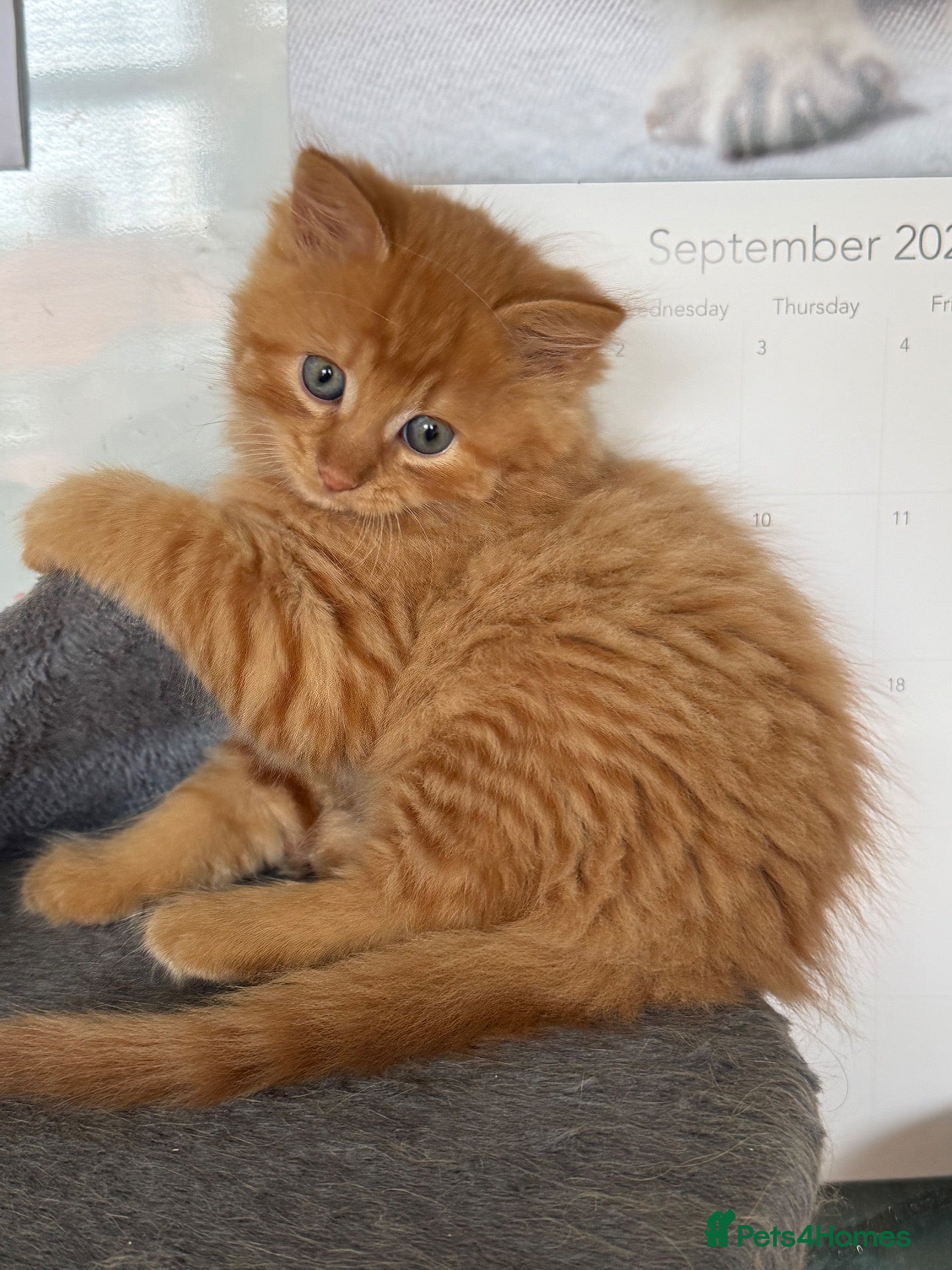 Mixed Breed cats Beautiful kittens available  - Advert 1