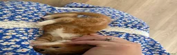 Mixed Breed cats for sale: 4 Ginger Male Kittens from 7th of September  in London - Advert 17