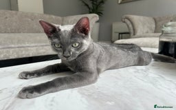 Bengal cats for sale: Two adorable Blue/Melanistic Bengal Kittens TICA  in Benfleet - Image 13