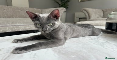 Bengal cats in Benfleet - Advert 2