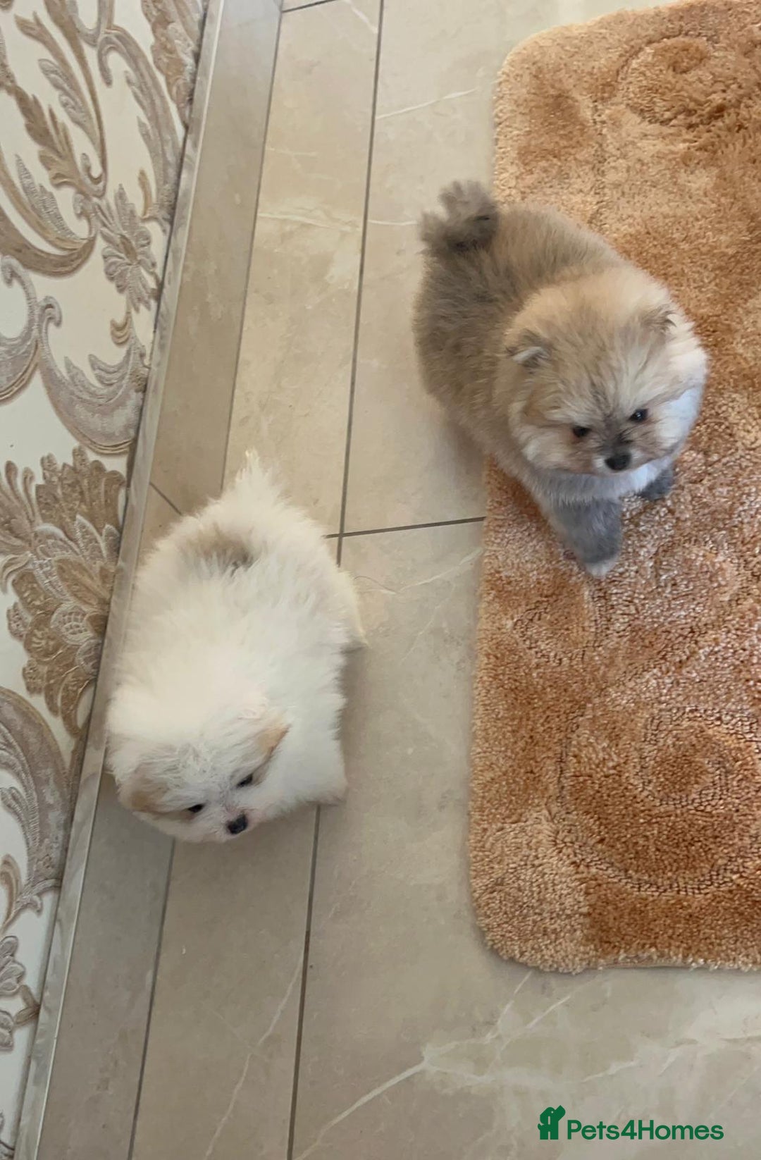 Pomeranian dogs for sale: Kc Reg Pomeranian Pups - Advert 8